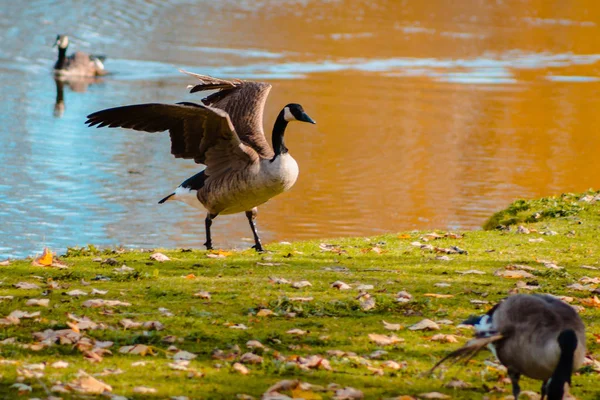 Ganso Batendo Suas Asas Parque Riverside — Fotografia de Stock