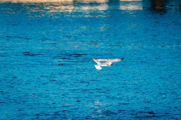 Möwen Fliegen Über Den Großen Fluss — Stockfoto