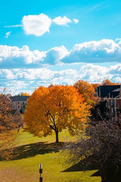 Blätter Wechselnden Farben Auf Einem Baum Großen Stromschnellen Michiga — Stockfoto