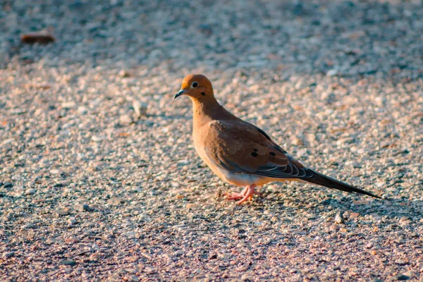 Morning dove standing on a trail in the evening.