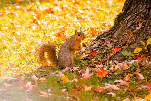 Ardilla Cavando Alrededor Para Comer Parque — Foto de Stock