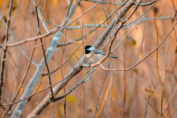 Mésange Capuchon Noir Perchée Dans Arbre — Photo