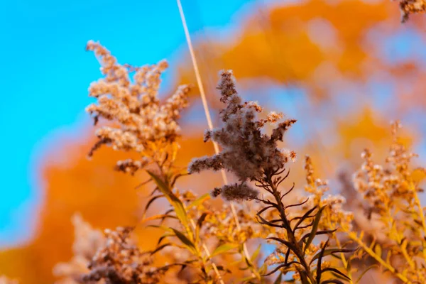 秋季植物在他们所有的丰富多彩 — 图库照片