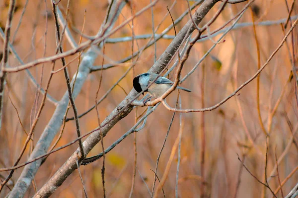 Close Shot Van Een Zwarte Afgetopte Chickadee Tijdens Een Fal — Stockfoto