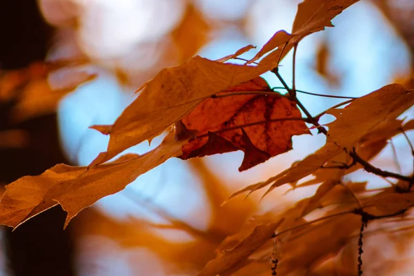 Macro Shot Feuilles Automne Orange — Photo