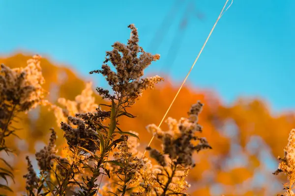 Makroaufnahmen Von Pflanzen Während Einer Herbstwanderung — Stockfoto