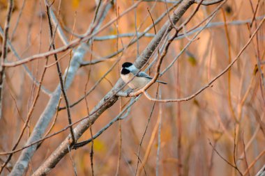 Bir bülbül ağaçta kadeh