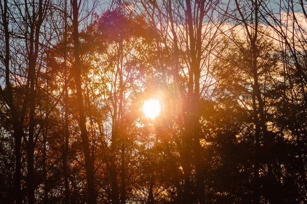 Sonne Scheint Durch Die Bäume Einem Sonnigen Herbsttag — Stockfoto