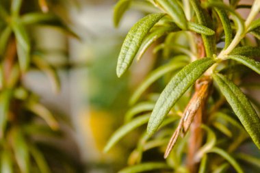 Biberiye atış kapatın