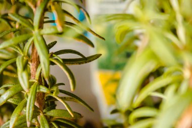 kapalı bir bahçede büyüyen biberiye