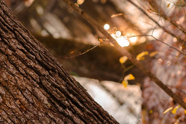 Nahaufnahme Eines Baumwagens Während Der Goldenen Stunde Herbst — Stockfoto