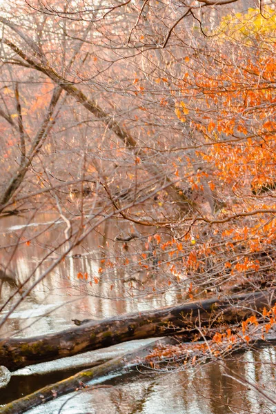 Creek Kör Genom Skogen Hösten — Stockfoto