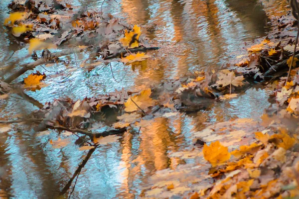 Feuilles Automne Ramassant Sur Rive Ruisseau — Photo