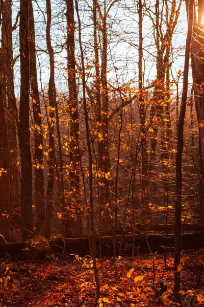 Merah Warna Dari Hutan Musim Gugur Saat Matahari Terbenam — Stok Foto