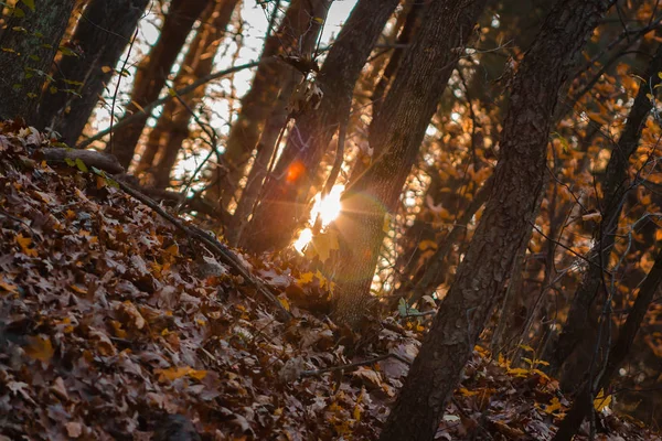 在黄金时段 太阳在秋天的树林中见顶 — 图库照片