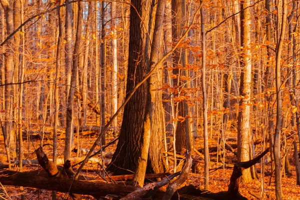 Hösten Skogen Vid Solnedgången — Stockfoto