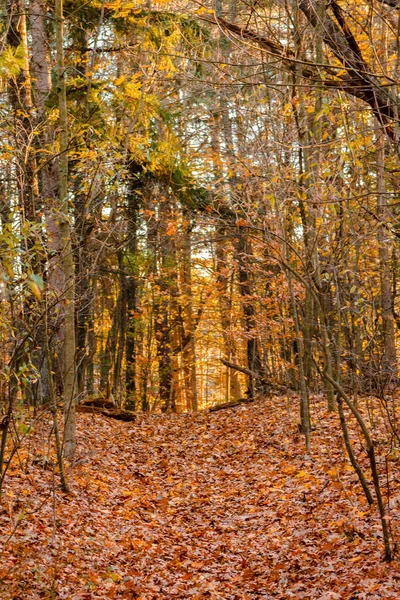 Walking through the woods on a late fall day