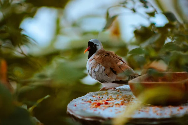 Chinese Quail Perched Feeding Station Tropical Gardens Fredrik Meijer Gardens — Stock Photo, Image