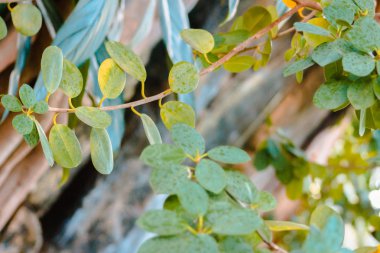 tropik bahçeler içinde bitkilerden yapraklı dallar