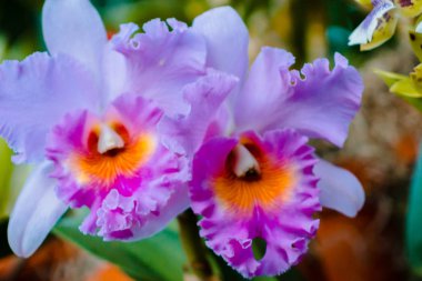 Grand Rapids Michigan çiçek açan mor orkide