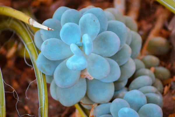 Macro Shot Une Plante Succulente Poussant Dans Une Serre — Photo