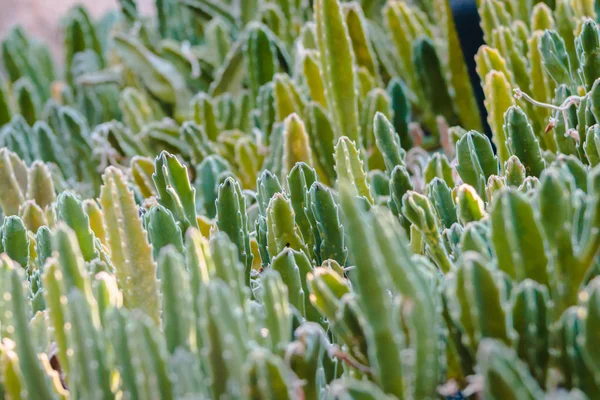 Mer Petits Cactus Dans Une Serre — Photo