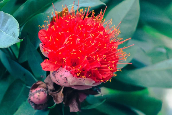 Flores Vermelhas Florescendo Uma Planta Jardim Tropical Nos Jardins Frederik — Fotografia de Stock