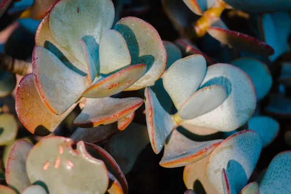 Succulents Poussant Soleil — Photo