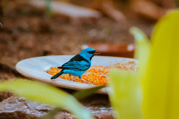 Swallow tanager perched on a feeding station