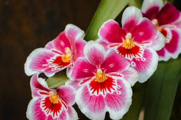 Vita Och Rosa Orkidéer Blommar Den Tropiska Trädgården Vid Frederik — Stockfoto