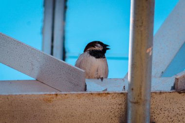 Arka şapkalı bir serada tünemiş bülbül