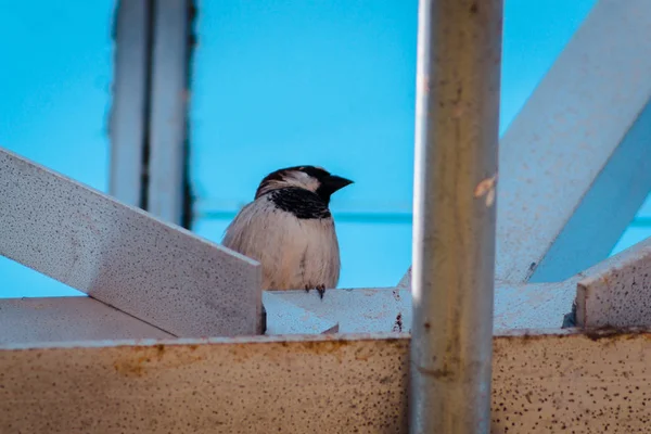 Chickadee Con Tapa Negra Posado Sobre Una Viga Invernadero —  Fotos de Stock