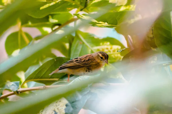 Pájaro Tropical Marrón Amarillo Mirando Través Las Ramas Árbol Invernadero —  Fotos de Stock