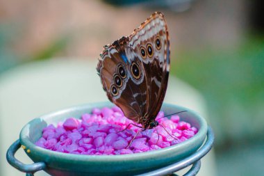 Butterfly perched on a feeder eating in the tropical greenhouse clipart