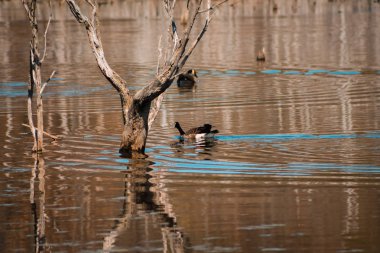 Goose swimming in a pond in Grand Rapids Michigan clipart