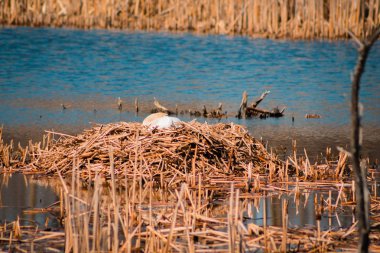 Mute swan Grand Rapids Michigan bir su birikintisi içinde iç içe geçirme