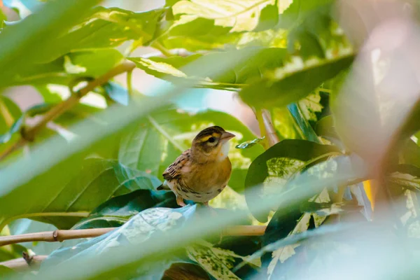 Aves Tropicais Marrons Nos Jardins Frederik Meijer Grand Rapids Michigan — Fotografia de Stock