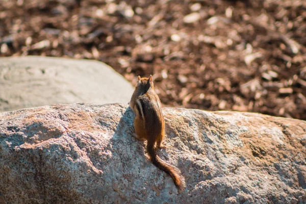 바위를 다람쥐 — 스톡 사진