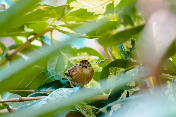 Close Pássaro Tropical Marrom Olhando Para Fora Através Das Folhas — Fotografia de Stock