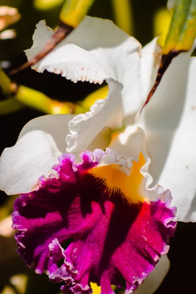 Close Uma Orquídea Flor — Fotografia de Stock