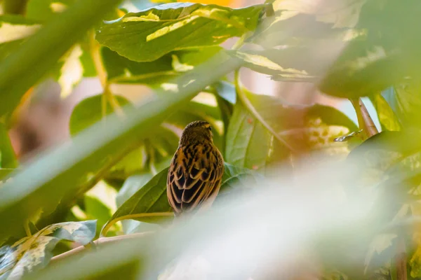 Primo Piano Del Dorso Uccello Tropicale Marrone Giallo Nei Giardini — Foto Stock