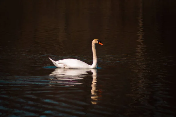 Cygne Muet Nageant Dans Étang — Photo