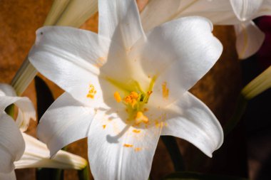 Beyaz zambak güzel bahar gününde çiçek açan