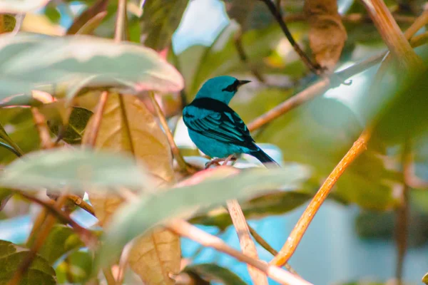 Engula Tanager Olhando Redor Seu Poleiro Uma Árvore — Fotografia de Stock