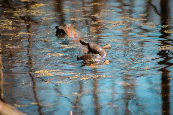 Turtles swimming to a branch in a bond