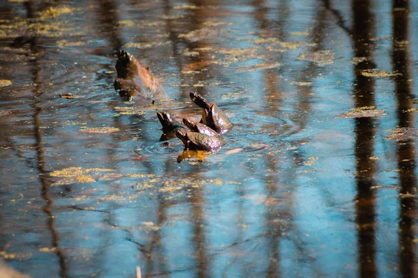 Χελώνες Που Προσπαθούν Αναρριχηθούν Επάνω Ένα Υποκατάστημα Στο Νερό — Φωτογραφία Αρχείου