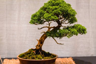 Frederik Meijer Gardens Grand Rapids Michigan görüntülenmesini bonsai ağacı
