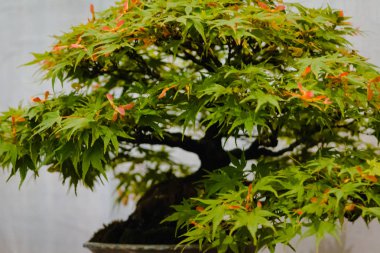 Japanese maple bonsai tree on display clipart
