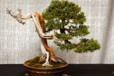old pine bonsai tree no display clipart