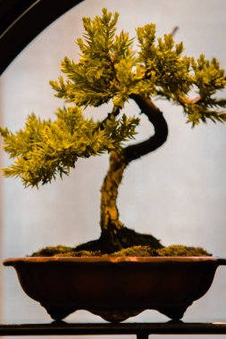 küçük çam bonsai ağacı Grand Rapids Michigan bir fuarında